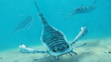 Tak mógł wyglądać prehistoryczny skorpion morski (Dimitris Siskopoulos/Wiki commonc, CC BY-SA)