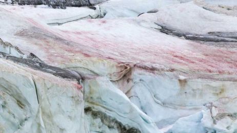 Za różówy kolor odpowiadają rozwijające się w lodzie glony (fot. Getty Images)