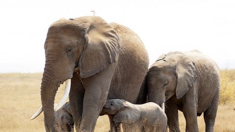 Bliźnięta u słoni to niezwykle rzadki przypadek (fot. Facebook/Amboseli Trust for Elephants)