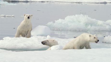 Niedźwiedzie stracą swoje siedliska na skutek globalnego ocieplenia (fot. Getty Images)