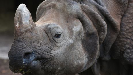 Nosorożce indyjskie to wciąż gatunek wrażliwy (Photo by John Milner/SOPA Images/LightRocket via Getty Images)