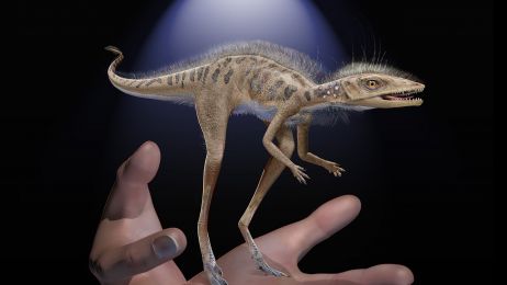 Pradinozaury mogły być owadożernymi miniaturkami