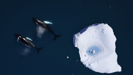 Ocean Arktyczny