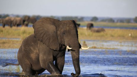 Podejrzewano, że słonie mogły zostać otrute celowo (Photo by Hoberman Collection/Universal Images Group via Getty Images)