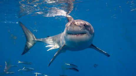 Żarłacz biały nazywany jest też rekinem ludojadem (fot. Getty Images)