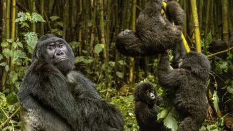 Życie społeczne goryli w dużym stopniu przypomina ludzkie przyjaźnie (fot. Getty Images/Ibrahim Suha Derbent)