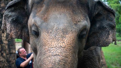 Kaavan – najbardziej samotny słoń świata – wreszcie odnajdzie nowy dom (fot. Facebook/Four Paws International)