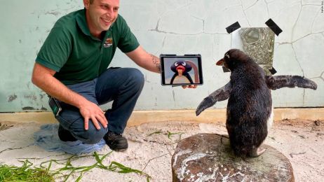 Pierre niedługo znajdzie nowy dom w innym ogrodzie zoologicznym (fot. Perth Zoo)