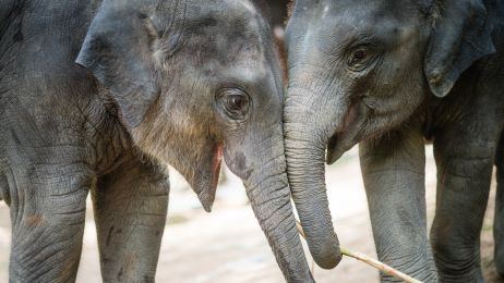 Słonie zarażają się ziewaniem od człowieka, jak szympansy i psy (fot. Getty Images)
