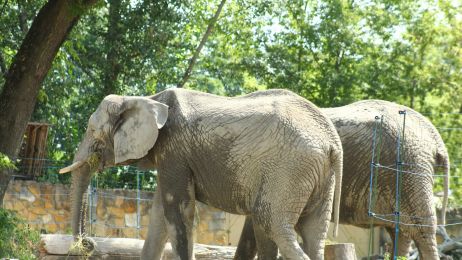 W warszawskim zoo mieszkają obecnie trzy słonie - Fredzia, Buba i Leon (fot. Facebook/WarszawskieZOO)