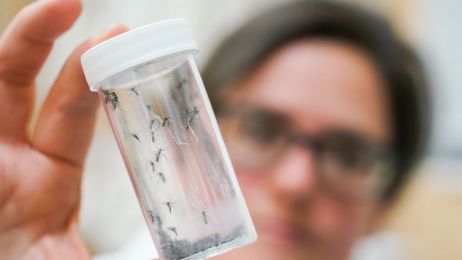 Wirus Zachodniego Nilu jest przenoszony przez niektóre gatunki komarów (fot. Getty Images)
