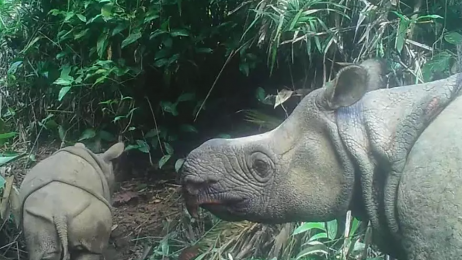 Młode niezwykle rzadkich nosorożców zaobserwowane w Indonezji. Nadzieja na przyszłość gatunku