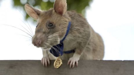 Szczur Magawa uhonorowany medalem za męstwo. Uratował życie setkom ludzi (fot. PDSA)