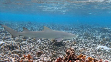 W ciągu ostatnich dziesięciu lat nie zrobiono praktycznie nic w celu ocalenia raf koralowych (fot. Getty Images)