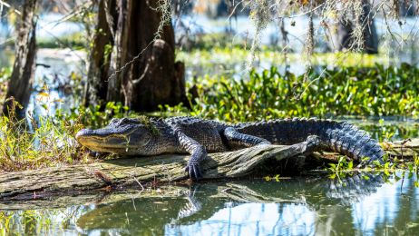 Aligator amerykański: występowanie, pożywienie i ciekawostki. Czy aligator amerykański jest zagrożony wyginięciem? (fot. Getty Images)