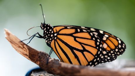 Motyl monarcha: ten symbol Kanady jest na liście gatunków zagrożonych. Co warto o nim wiedzieć? (fot. Getty Images)