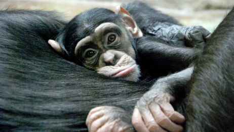 Szympansy odczuwają skutki utraty matki przez całe życie (fot. Getty Images)
