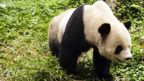 Film może być wskazówką, dlaczego tak trudno nakłonić żyjące w niewoli pandy do rozmnażania (fot. Getty Images)