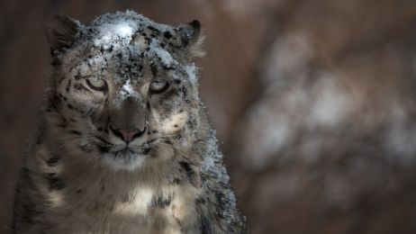 Pantera śnieżna to niezwykły dziki kot zamieszkujący trudno dostępne wysokie góry (fot. (C) Muhammad Osama / WWF-Pakistan)