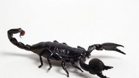 Skorpion cesarski: gdzie żyje i czym się żywi? Jak niebezpieczne jest jego ukąszenie? (fot. Getty Images)