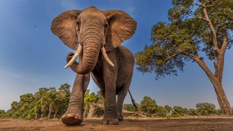Słoń afrykański: gdzie występuje, ile waży i co je? Czy słoń afrykański jest gatunkiem zagrożonym? (fot. Getty Images)