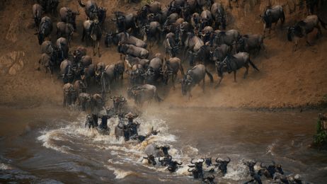 Wielka Migracja to niezwykłe widowisko, gdy miliony zwierząt pędzą w poszukiwaniu nowych pastwisk (fot. Getty Images)