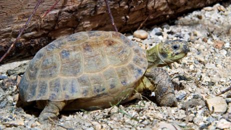 Żółw stepowy: zagrożenia, tryb życia i ciekawostki. Gdzie występuje ten zagrożony gatunek? (fot. Getty Images)