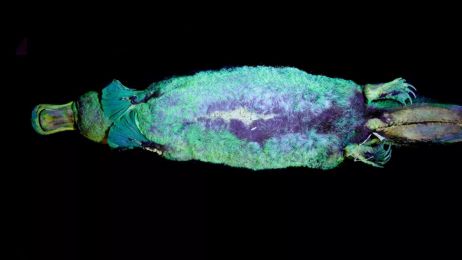 Futro dziobaków jest fluorescencyjne. Zbadano to na muzealnych okazach (fot. Mammalia 2020)
