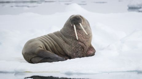 Mors arktyczny: ciekawostki i informacje o zagrożonych wyginięciem morsach (fot. Getty Images)