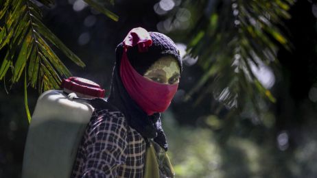 Praca kobiet na plantacji palm olejowych