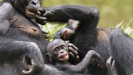 Szympans karłowaty: ciekawostki i zwyczaje Jakie zagrożenia czyhają na małpy bonobo? (fot. Getty Images)