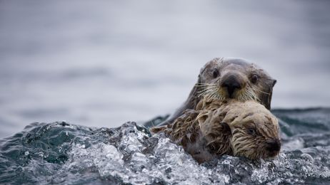 Wydra morska: ciekawostki, występowanie i ochrona tego zagrożonego gatunku (fot. Getty Images)