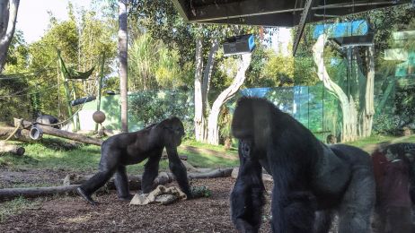 W zoo w San Diego przebywa stado ośmiu goryli (fot. Getty Images)
