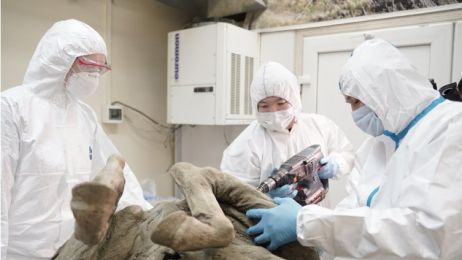 Rosjanie badają prehistoryczne wirusy uwalniane z wiecznej zmarzliny