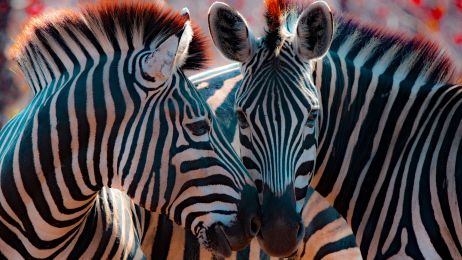 W kolekcji Kinder Niespodzianka Natoons można też spotkać zebry (fot. Getty Images)