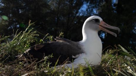 Najstarszy ptak świata, samica albatrosa o imieniu Wisdom