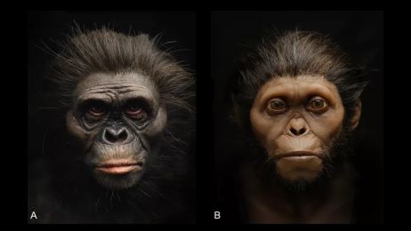 Rekonstrukcja wyglądu Lucy (po lewej) i dziecka z Taung (po prawej). Każdemu przypisano inny odcień skóry i grubość tkanek miękkich (Image credit: R. Campbell, G. Vinas, M. Henneberg, R. Diogo)