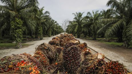 olej palmowy