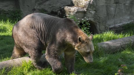 Hybryda niedźwiedzia polarnego i grizzly nazywana jest żartobliwie pizzly, grolar bears lub nanulak (fot. Getty Images)