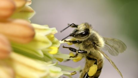 Dzisiaj Międzynarodowy Dzień Pszczół. Sprawdź, jak możesz dostosować swój ogród do ich potrzeb