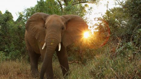 O czym rozmawiają słonie? Powstał pierwszy na świecie słownik ich zachowań