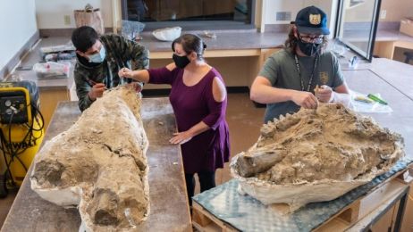 Świetnie zachowana czaszka mastodonta to tylko jedno z odkryć, jakich dokonano w miejscu wykopalisk (fot. Jason Halley / California State University)