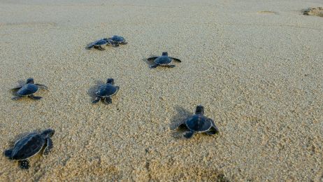 Małe żółwie morskie