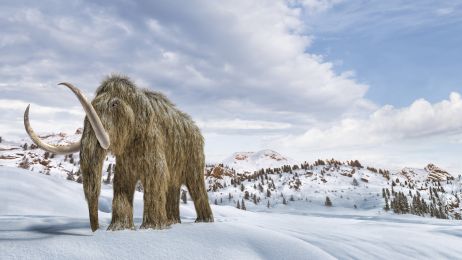 To pierwsze badanie tak wnikliwie analizujące życie jednego mamuta (fot. Getty Images)