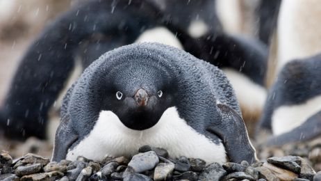 Pingwin białooki