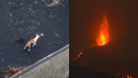 Zwierzęta a erupcja wulkanu
