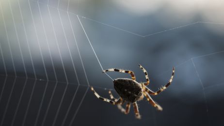Sztuczna Inteligencja pomogła znaleźć algorytm pajęczej sieci