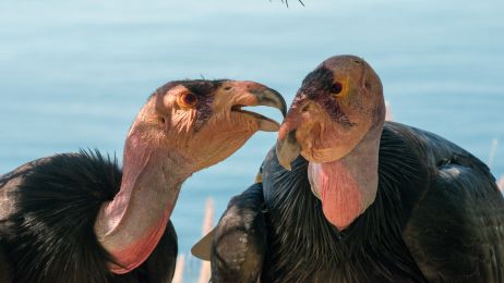 Zagrożone wyginięciem kondory potrafią rozmnażać się bezpłciowo