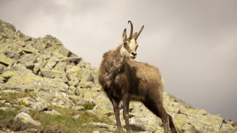 Zwierzęta górskie - jakie okazy kryje w sobie górska fauna?
