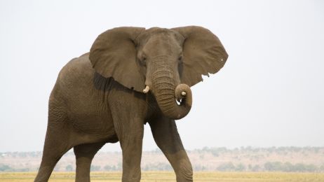 Botswana zarobiła w tym roku 2,7 mln dolarów na polowaniu na słonie